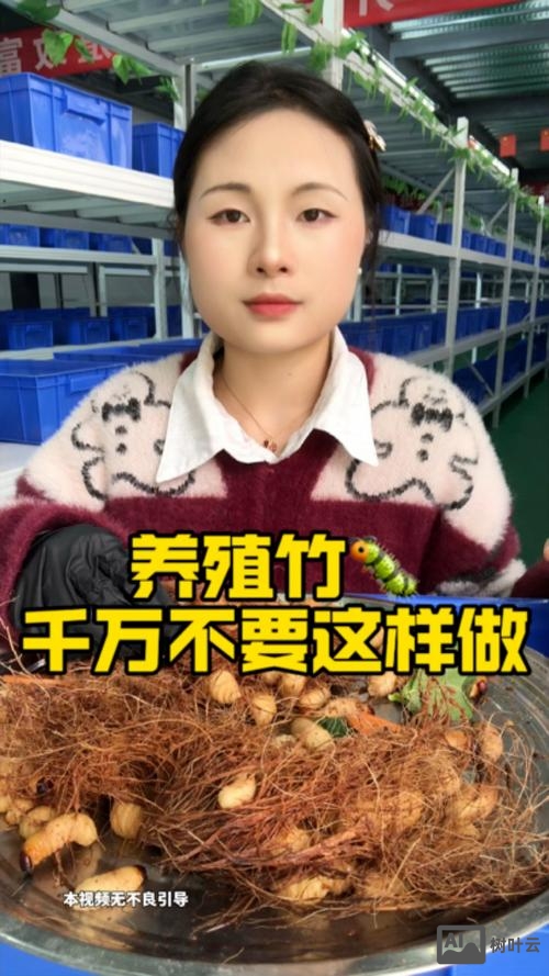 未来五年养竹虫前景如何