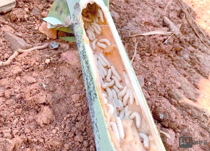 未来五年养竹虫前景如何