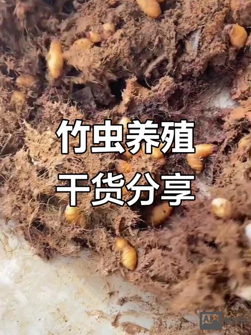 未来五年养竹虫前景如何