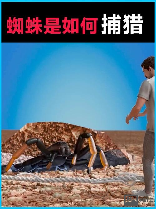 百度蜘蛛是如何抓取的