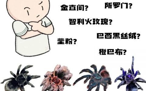百度蜘蛛是如何抓取的，百度蜘蛛抓取的底层逻辑是什么？