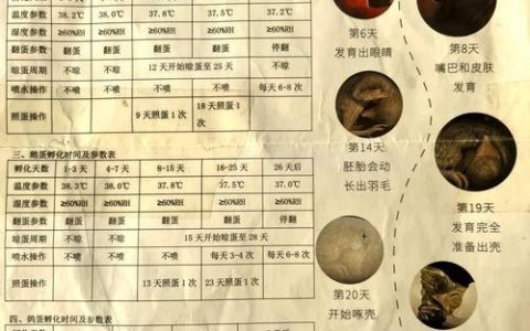 如何让小鸡变长20厘米，小鸡如何自然长高20厘米？