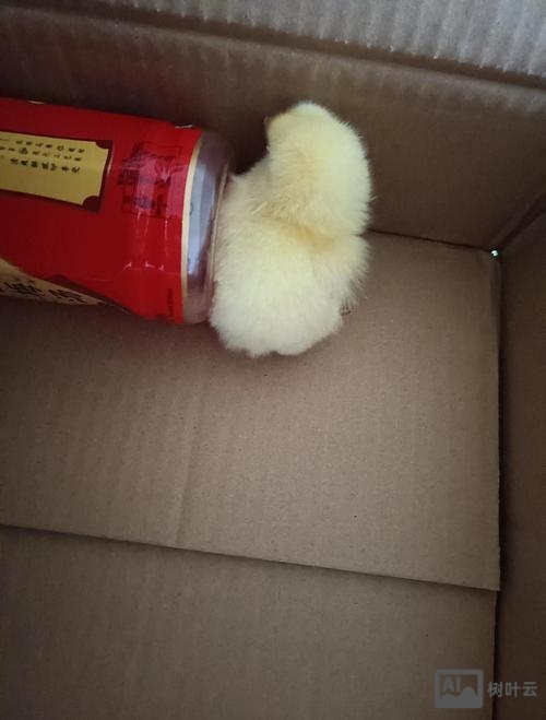 如何让小鸡变长20厘米