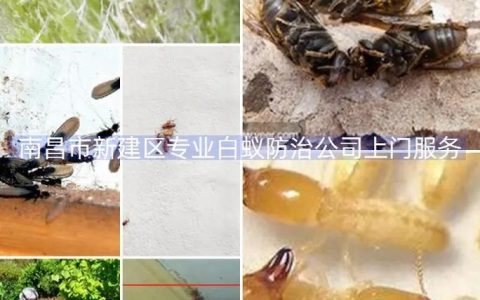 灰蚂蚁招聘，灰蚂蚁招聘，什么岗位在招？