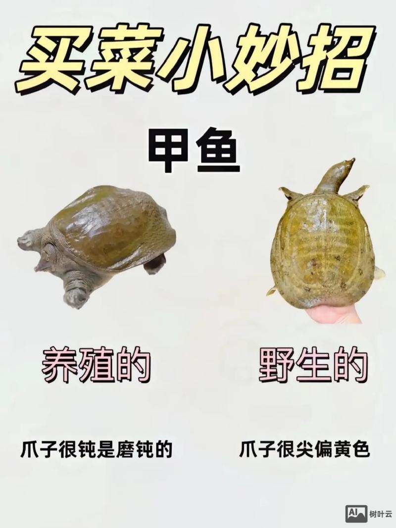 甲鱼不是鱼的大妖猴如何