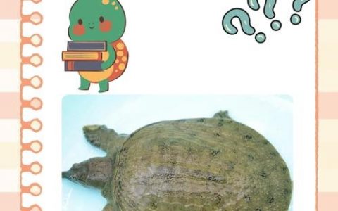 甲鱼不是鱼的大妖猴如何，甲鱼非鱼却称大妖猴，名从何来？