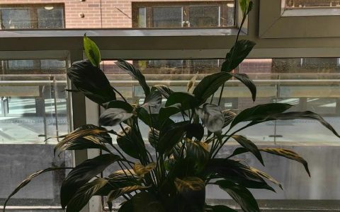 58招才猫怎么招聘，58招才猫招聘有何独特秘诀？