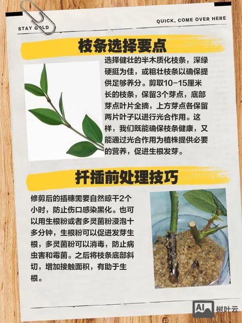 玫瑰花如何用种子繁殖