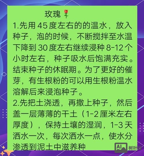玫瑰花如何用种子繁殖