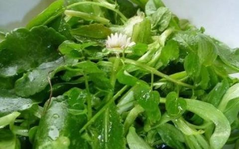 香草招聘是什么，香草招聘是什么？它有何独特优势？