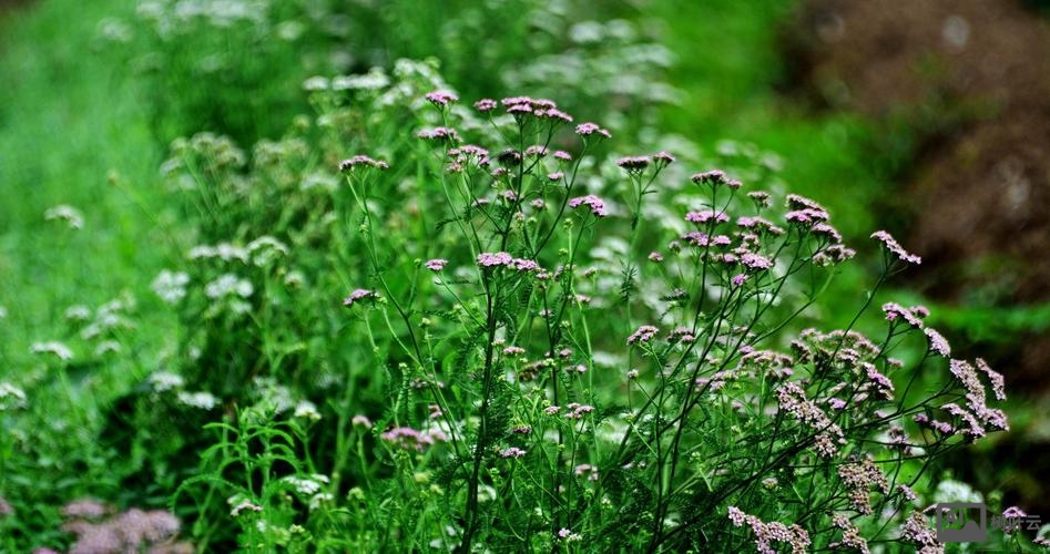 香草招聘怎么样