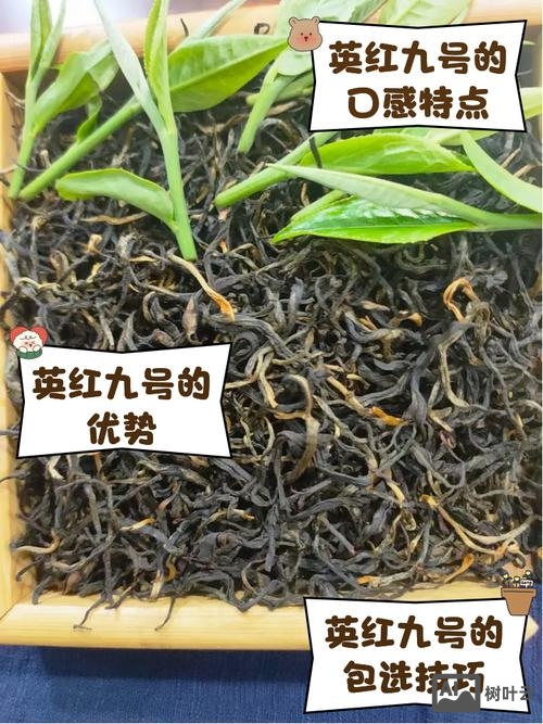 英红九号如何分别等级