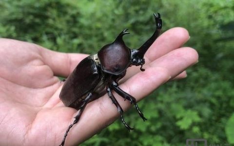 招聘虫怎么样，招聘虫靠谱吗？求职者真实体验如何？