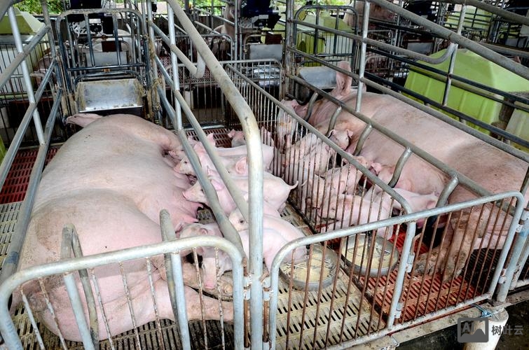 养猪场如何打开销路