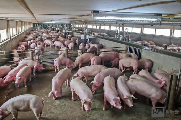 养猪场如何打开销路