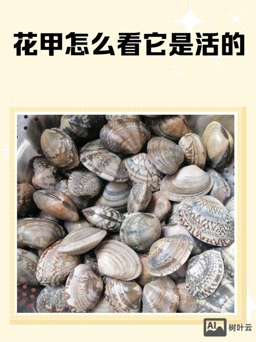 如何挑选花甲是死是活