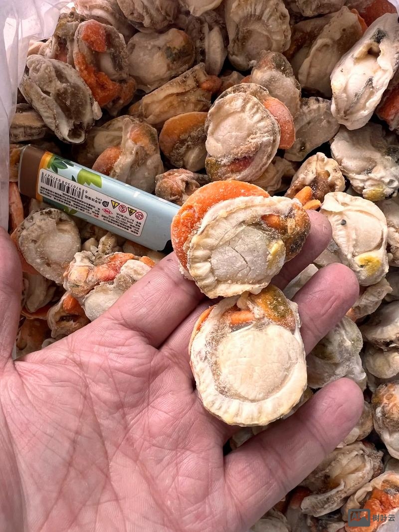 扇贝加工招聘