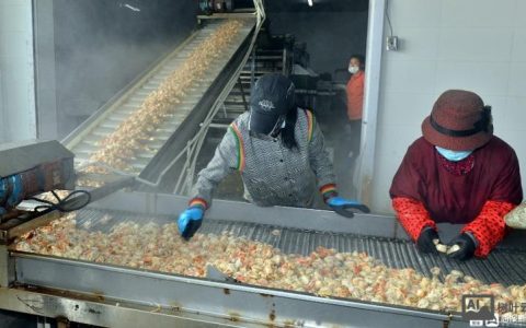 扇贝加工招聘，薪资待遇如何？