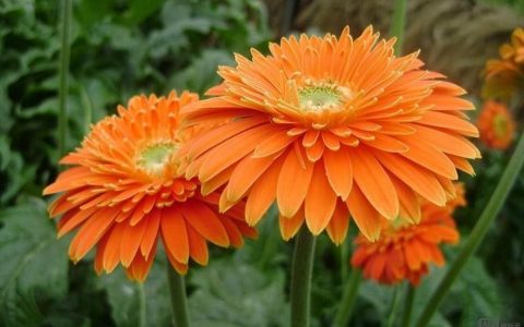 PS如何调出唯美橙色皮肤？