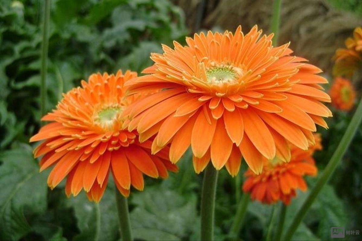 ps如何把皮肤调成唯美橙色