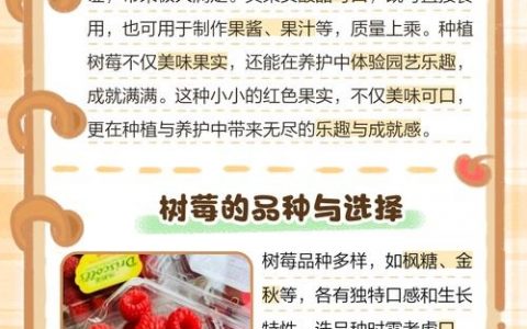 树莓企业招聘，哪些岗位在招？