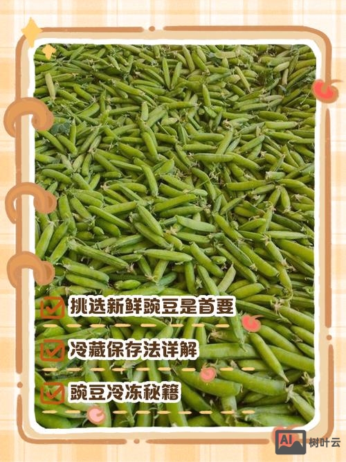 豌豆莢招聘