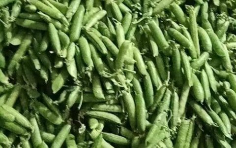 豌豆莢招聘靠谱吗？岗位待遇如何？