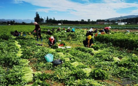 种田如何提升经济效益？关键点在哪？