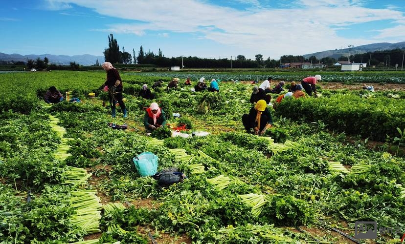 种田如何发展经济效益