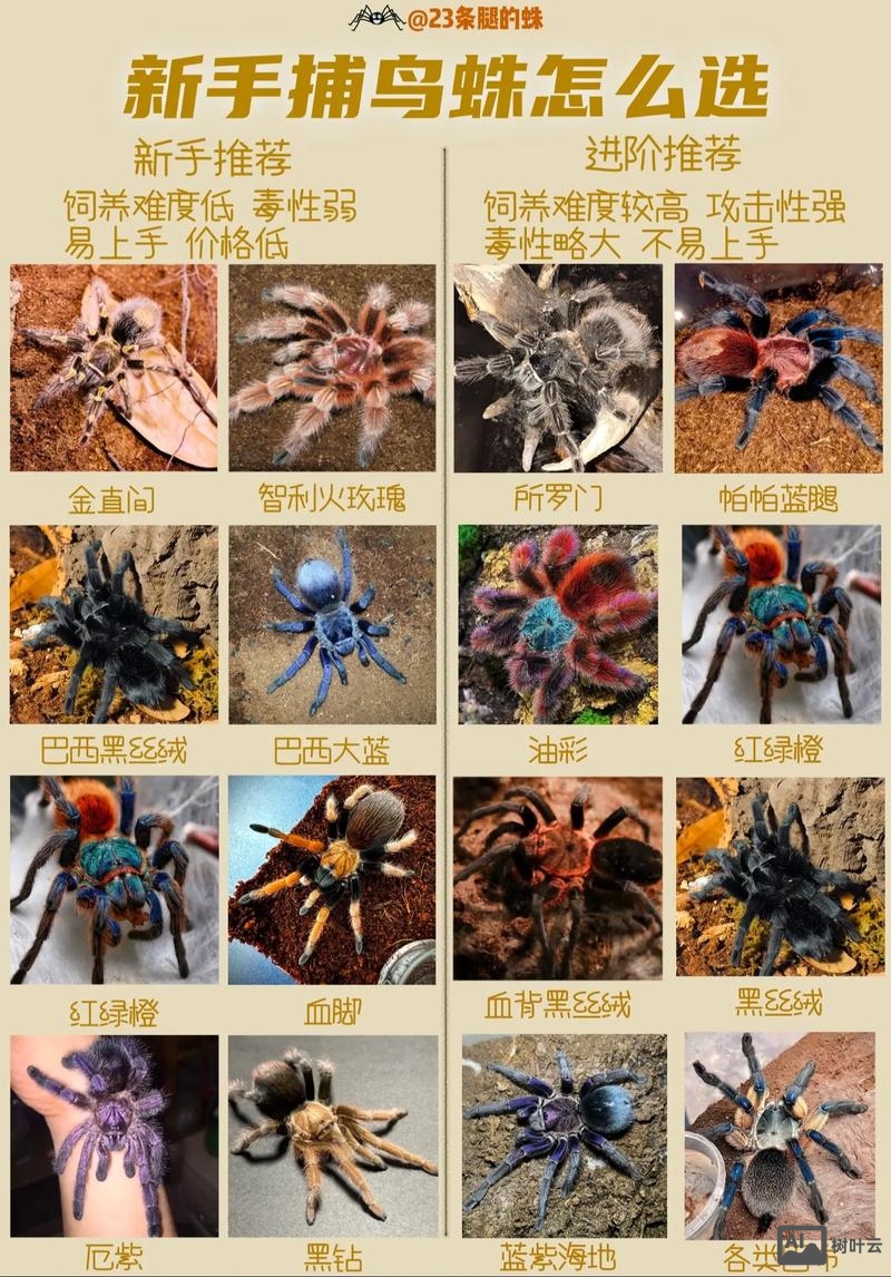 百度蜘蛛如何找网站