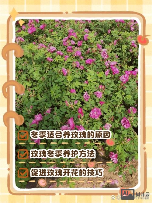 四季玫瑰如何上盆