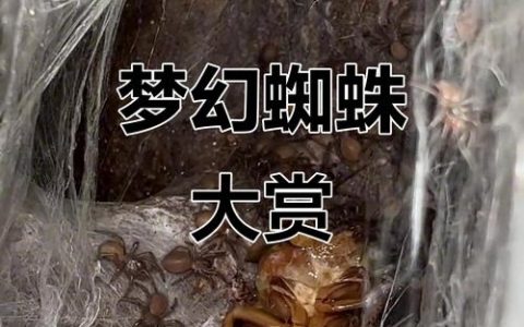 百度蜘蛛爬行记录怎么查？