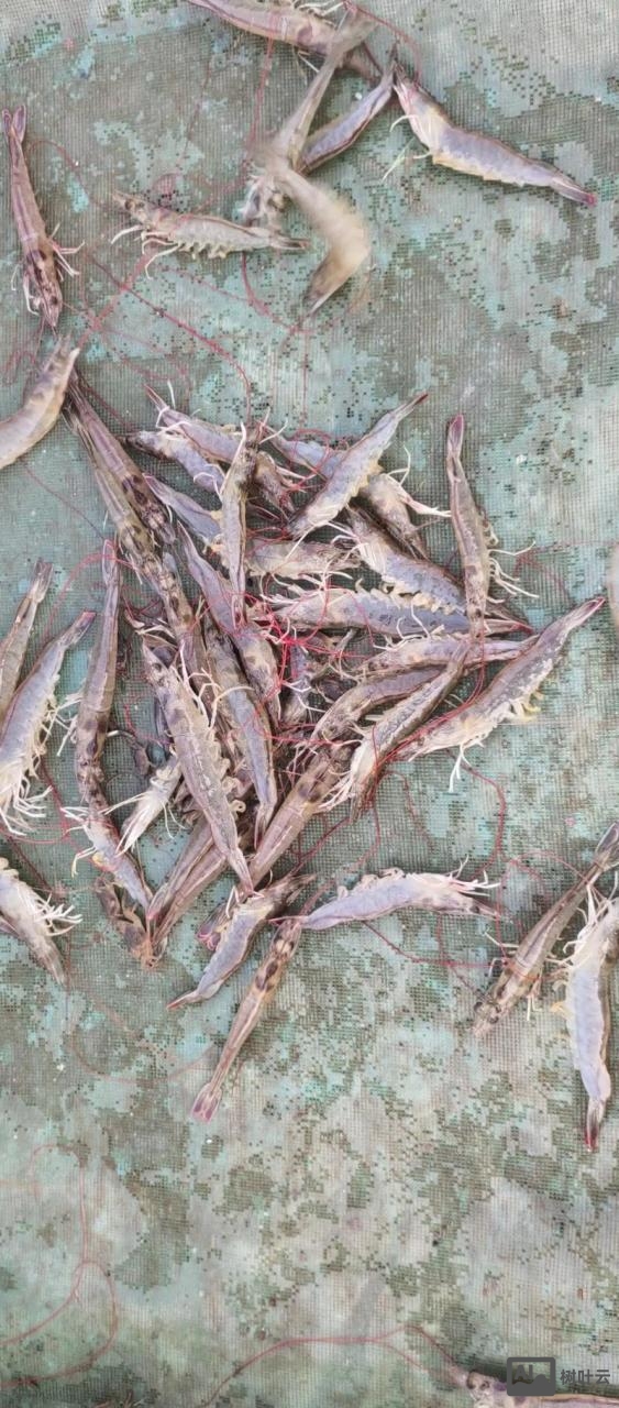 成品南美白对虾如何暂养