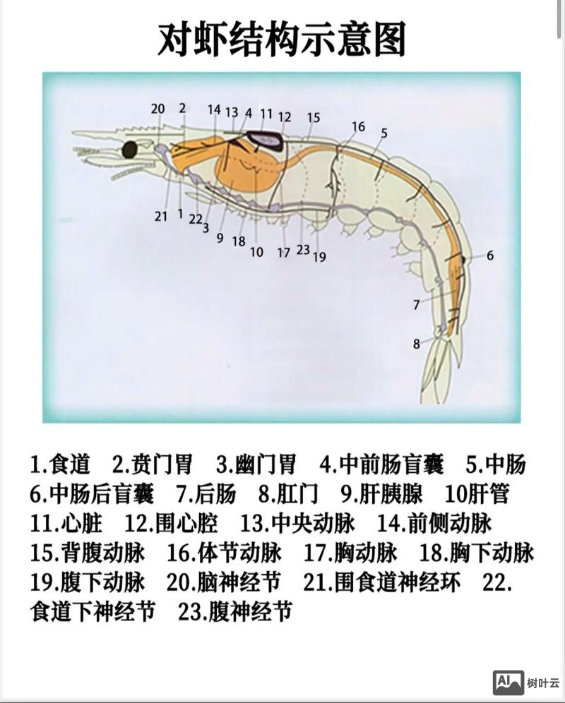 成品南美白对虾如何暂养