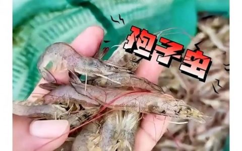 成品南美白对虾暂养有何关键要点？