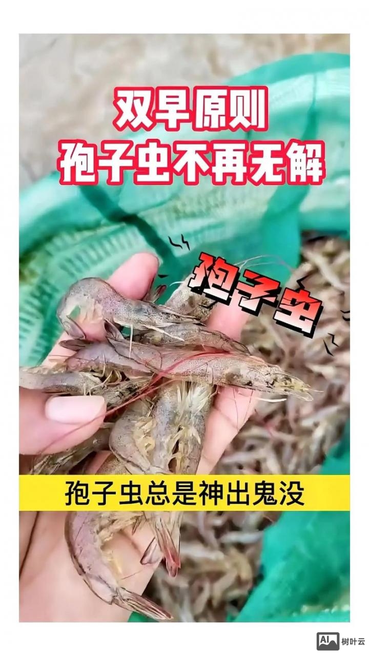 成品南美白对虾如何暂养