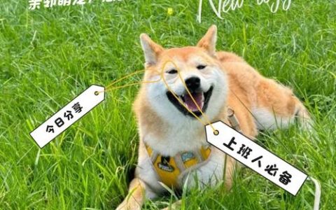 狗狗专车招聘，啥要求？待遇咋样？