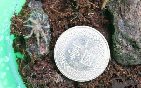 如何快速查看蜘蛛爬取日志？