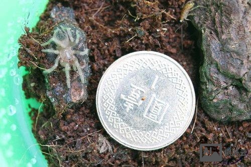 如何查看蜘蛛爬取日志