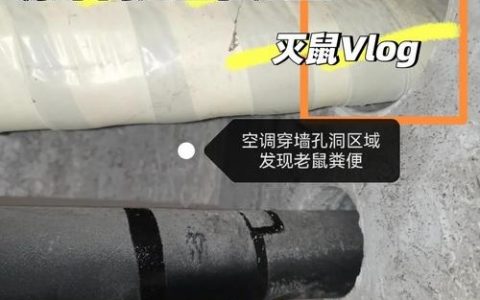 天花板老鼠怎么彻底除掉？