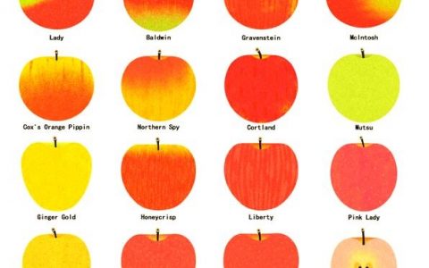 苹果的英文apple如何正确划分音节?