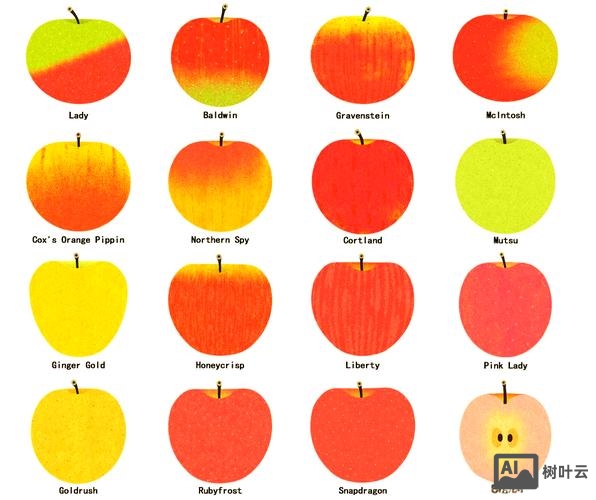 苹果的英文如何划分音节