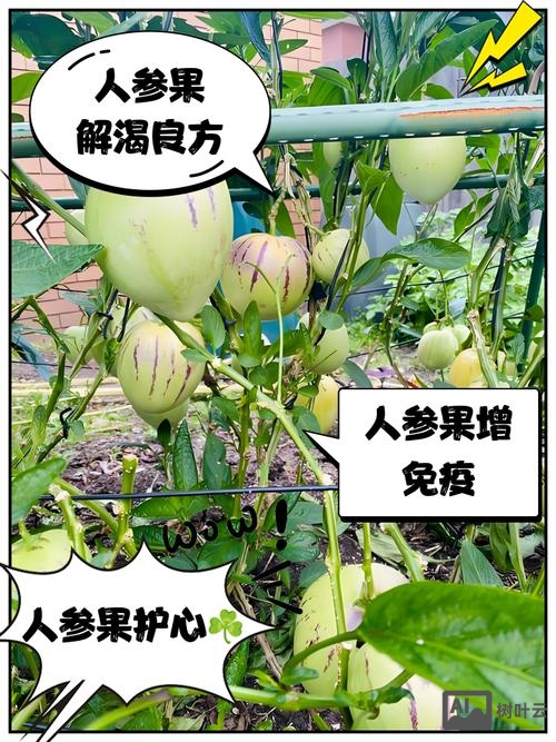 如何救活人参果