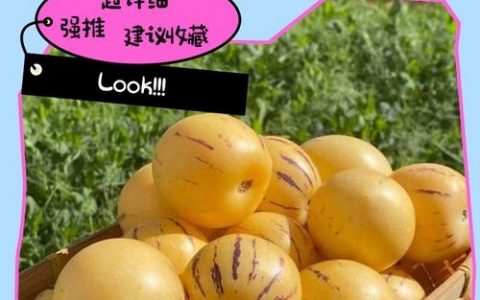 人参果如何救活？关键在哪？