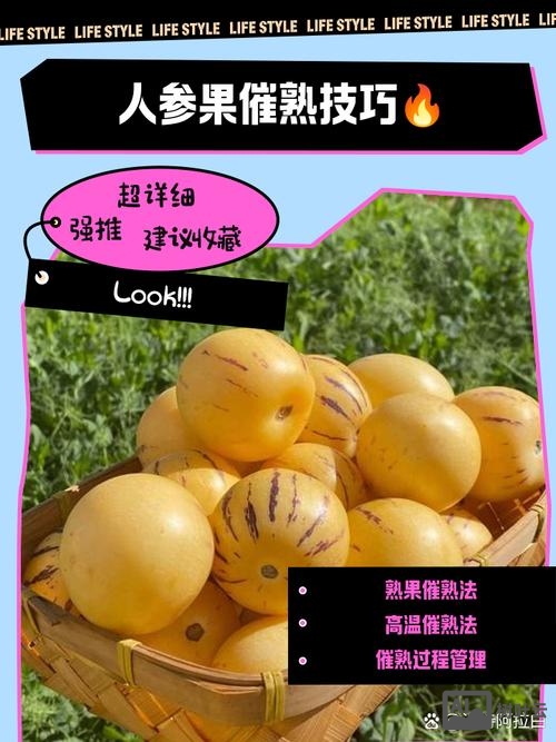 如何救活人参果