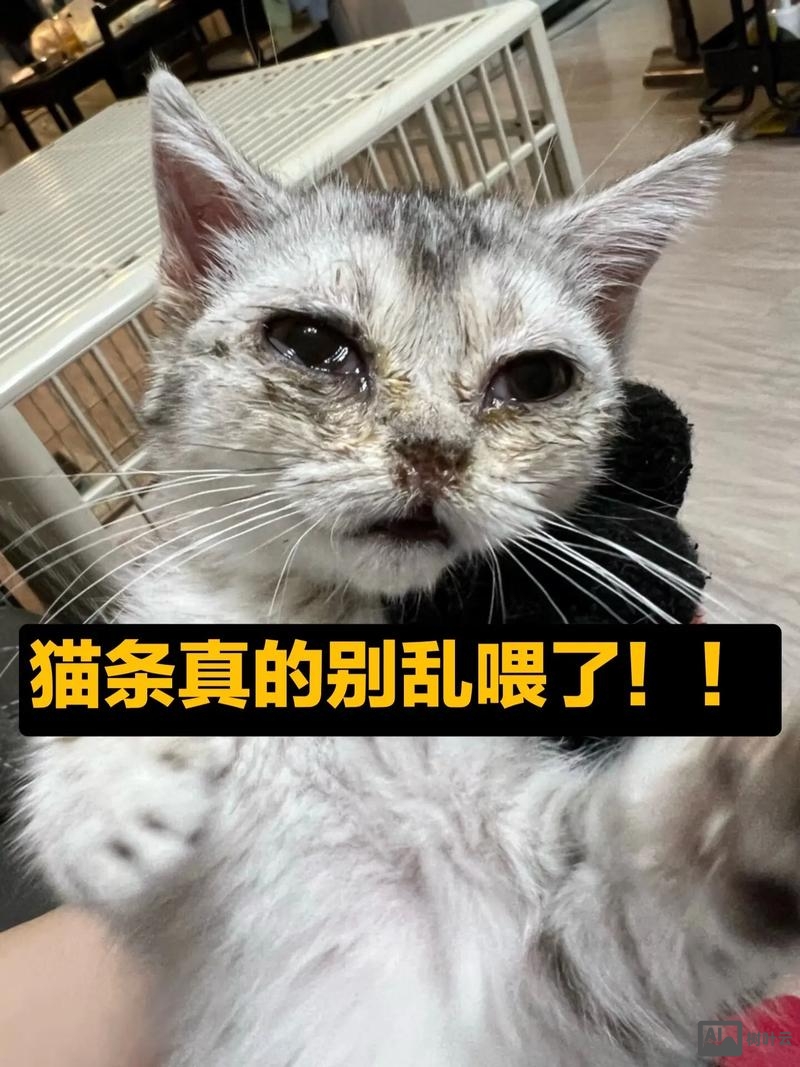 猫条用英语如何说