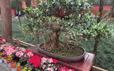 苗木网站建设如何高效引流获客？