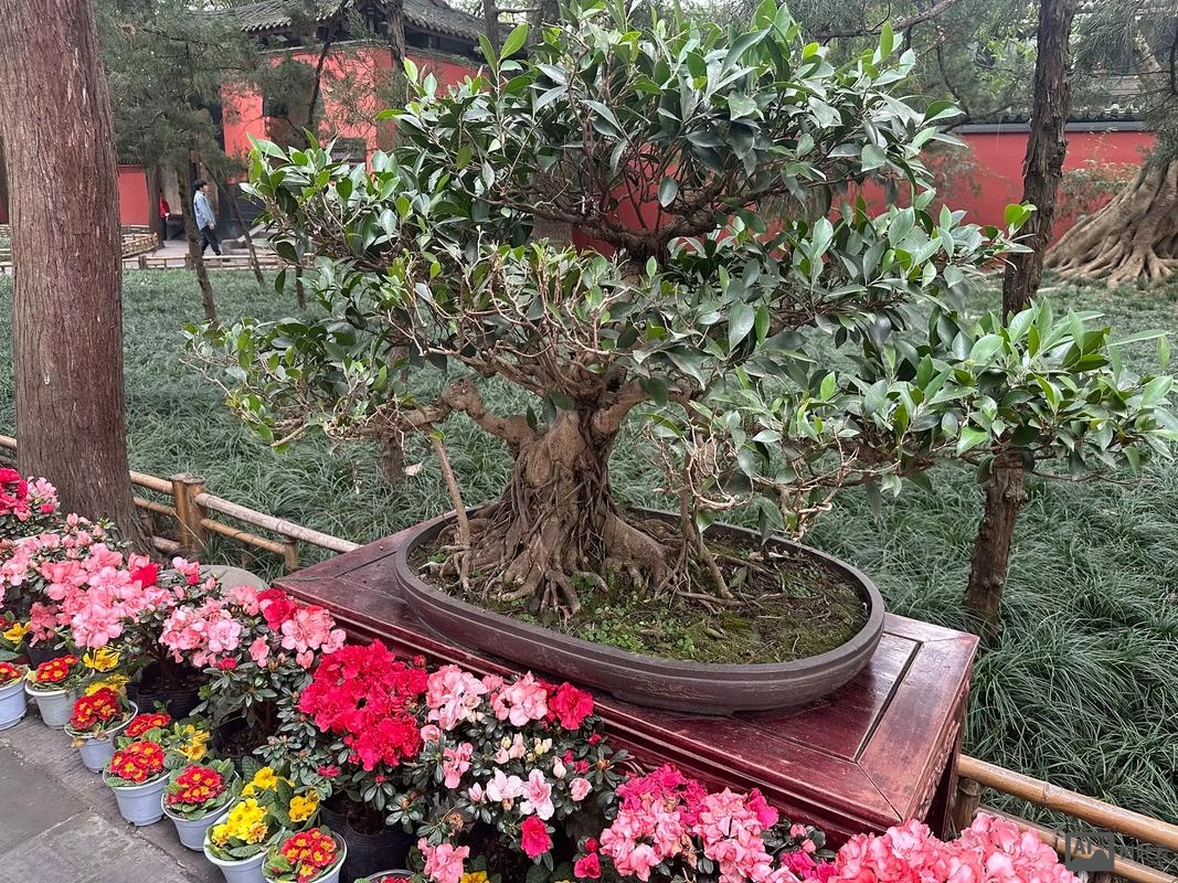 如何苗木网站建设