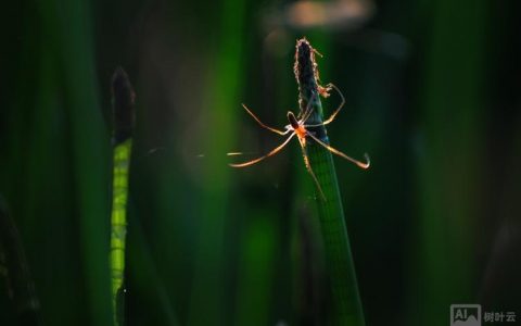 织梦如何查看蜘蛛访问记录？