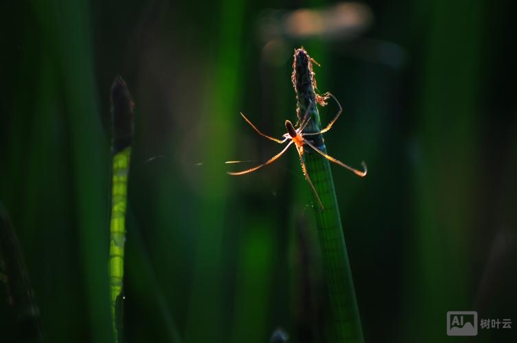 织梦如何查看蜘蛛访问